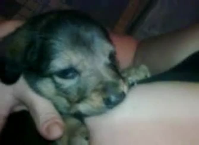 Video :Sexy beastie gal lady with big boobs getting tits sucked as she breastfeeds a dog